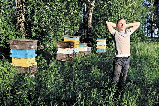 пчелиные улья в Кавказе