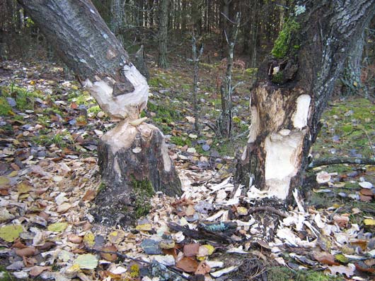 деревья, уничтоженные бобрами в этом же районе у озера Веровское