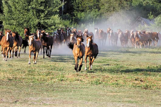 табун лошадей и племенное коневодство в Полесском государственном радиационно-экологическом заповеднике