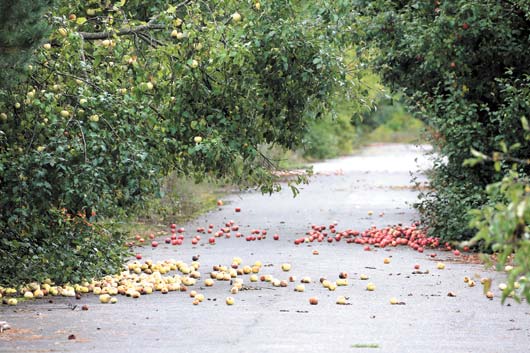несобранный урожай яблок в Полесском государственном радиационно-экологическом заповеднике