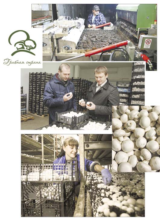 производство шампиньонов на белорусском предприятии «Грибная страна»