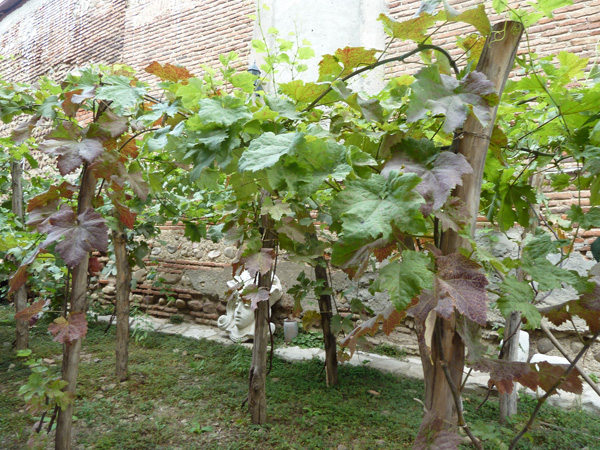 виноградная лоза в Грузии