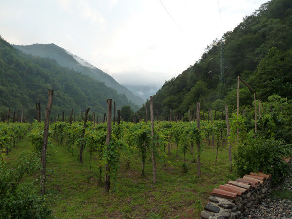 виноградники в Грузии
