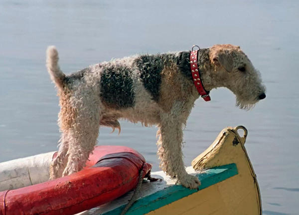 собака из фильма «Трое в лодке, не считая собаки»
