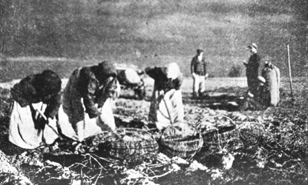 уборка картофеля вручную в одном из колхозов белорусского Полесья, 1935 г.