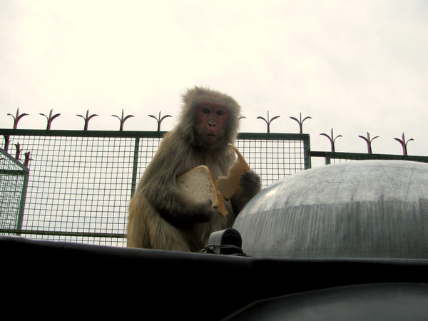 в поисках пищи обезьяны в Индии часто охотятся на людей