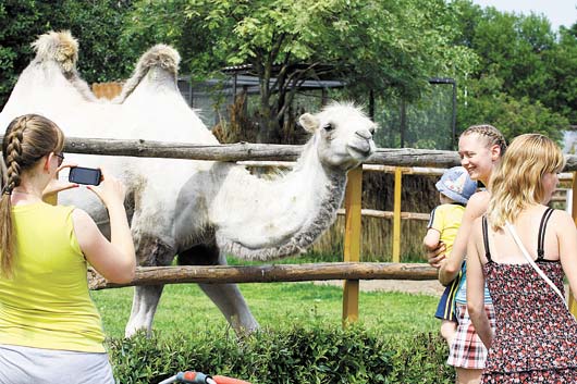 верблюд и дети в Минском зоопарке
