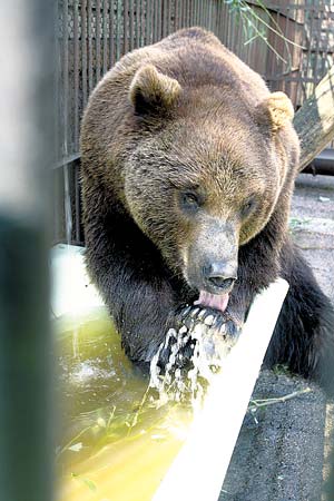 медведь в Минском зоопарке