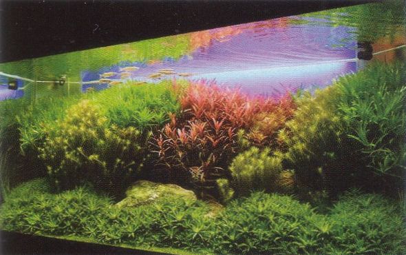аквариум с богатой растительностью